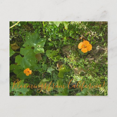 Bloomings from California Wind Poppies Postcard