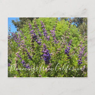 Bloomings from California: Woolly Bluecurls Postca Postcard
