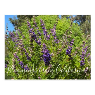 Bloomings from California: Woolly Bluecurls Postca Postcard
