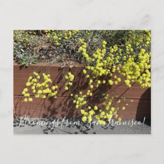 Bloomings from California: Yellow Buckwheat Postcard