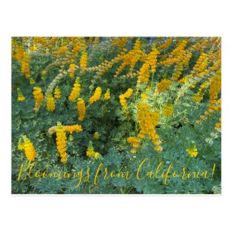 Bloomings from California: Yellow Lupines Postcard