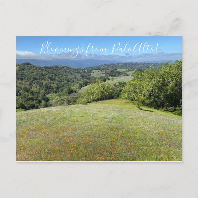 Bloomings from Palo Alto! Postcard (Front)