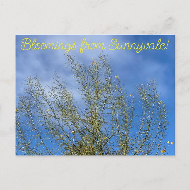 Bloomings from Sunnyvale: Desert Museum Palo Verde Postcard (Front)