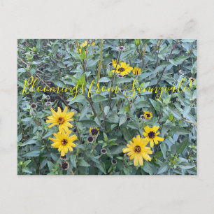 Bloomings from Sunnyvale: Encelia californica Postcard
