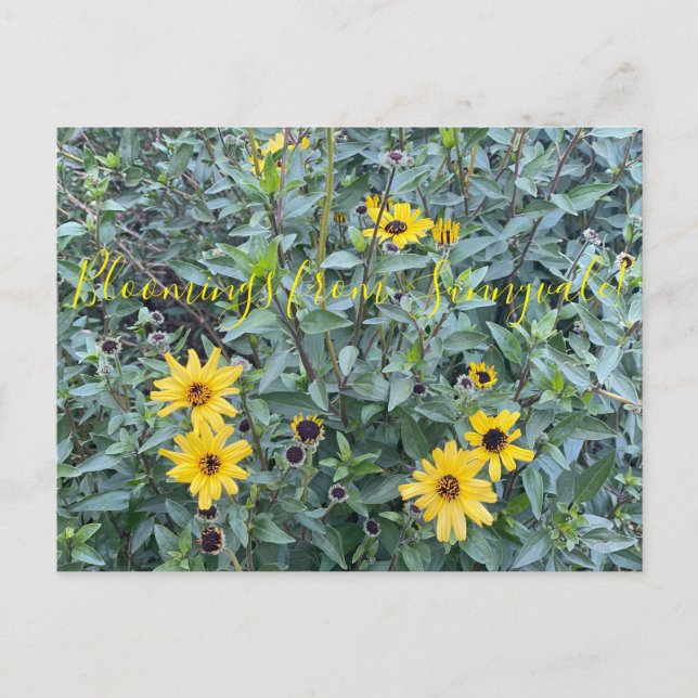Bloomings from Sunnyvale: Encelia californica Postcard (Front)