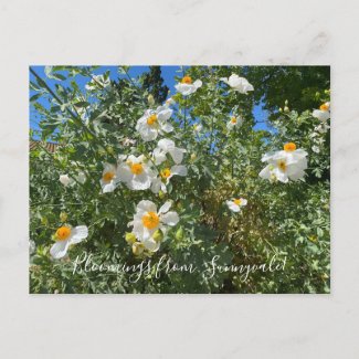 Bloomings from Sunnyvale: Matilija Poppy Postcard