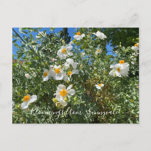 Bloomings from Sunnyvale Matilija Poppy Postcard