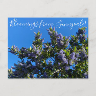 Bloomings from Sunnyvale: Ray Hartman Ceanothus Postcard