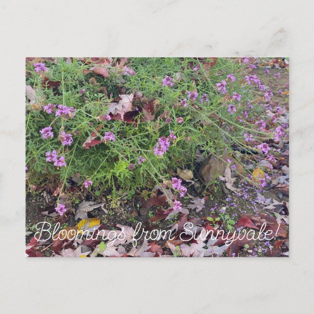 Bloomings from Sunnyvale: Verbena lilacina  Postcard (Front)