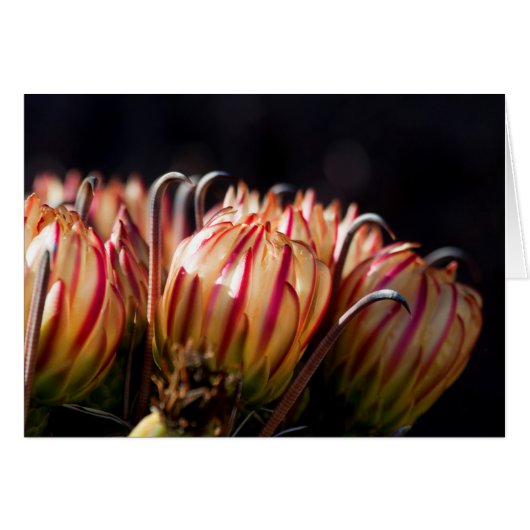 Blooms and barbs cards (Front Horizontal)