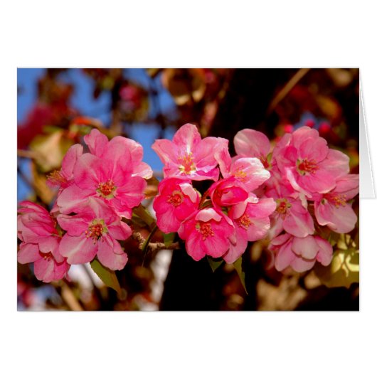 Blooms Cards (Front Horizontal)