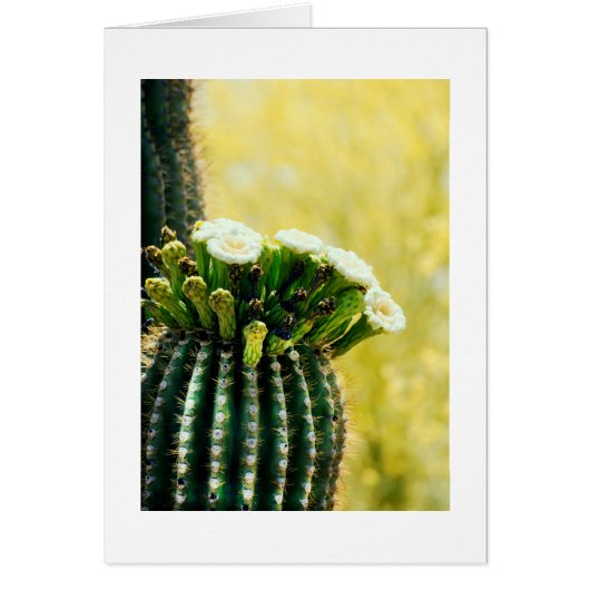 blooms of a Saguaro Cards (Front)