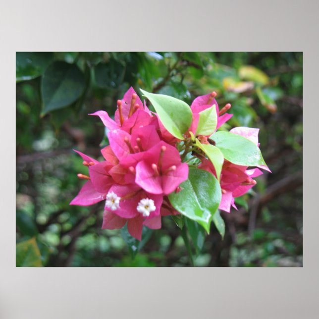 Blooms Poster (Front)