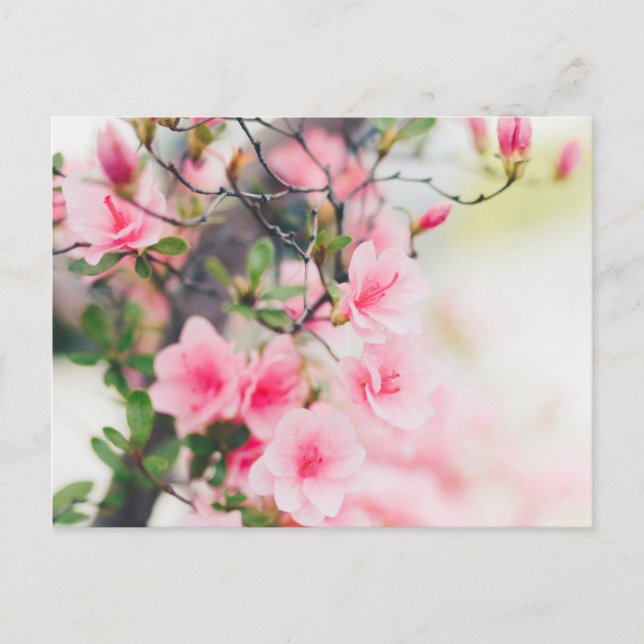 BLOSSOM FLOWER POSTCARD (Front)
