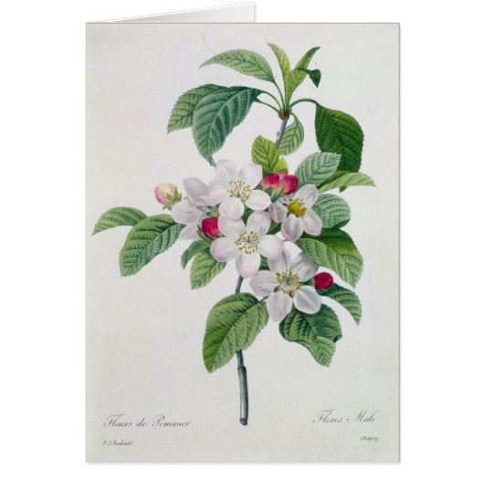 Blossom, from 'Les Choix des Plus Belles Cards (Front)