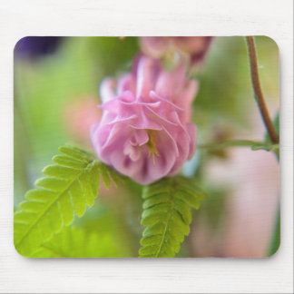 Blossom of a Aquilegia Mouse Pad