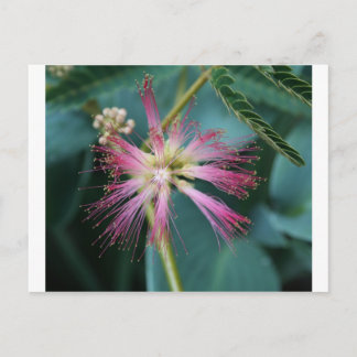 Blossom of Pink Mimosa Postcard