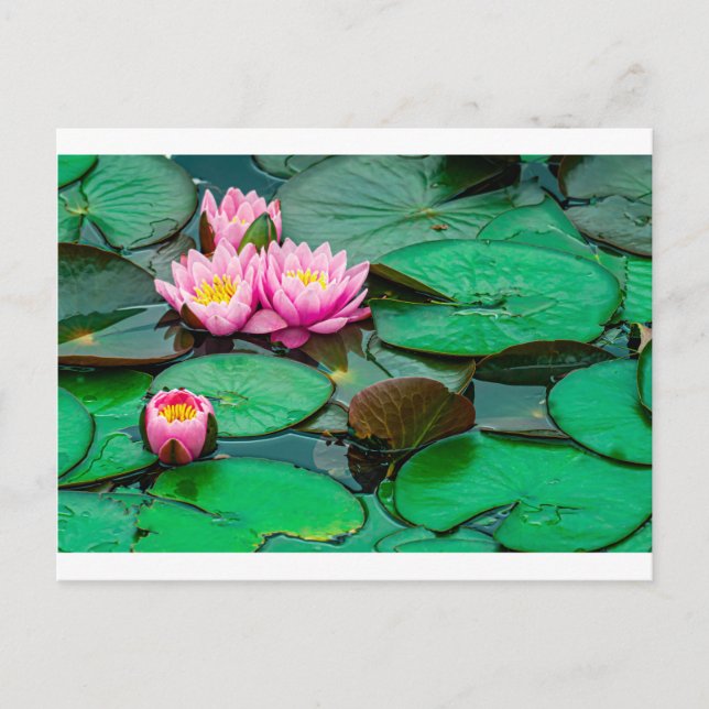 Blossom pink lotus on the lake Postcard (Front)