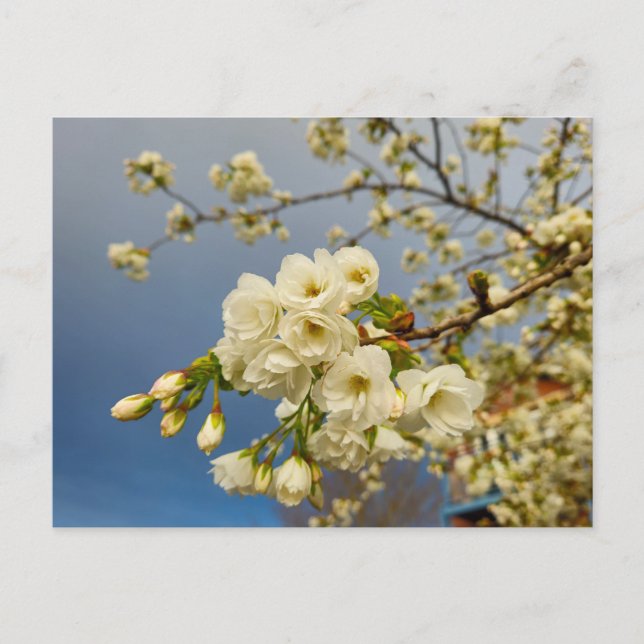 Blossom  postcard (Front)