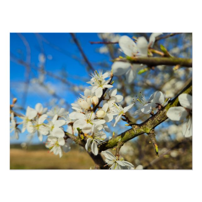 Blossom  poster (Front)