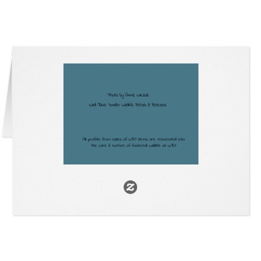 Blossom, Raccoon Matriarch at WBY. (Back Horizontal)