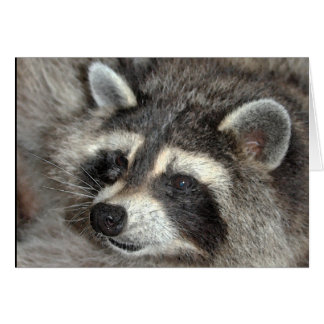 Blossom, Raccoon Matriarch at WBY. Cards