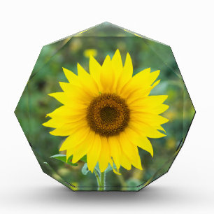 Blossom Sunflower Wildflower Award