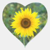 https://rlv.zcache.com/blossom_sunflower_wildflower_heart_sticker-r8ab859d88ea84fdabc885718b393a177_0ugd3_8byvr_166.jpg