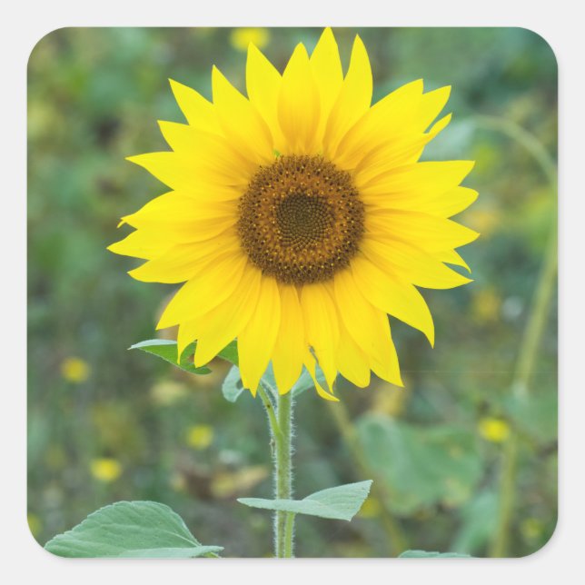 Blossom Sunflower Wildflowers Square Sticker (Front)