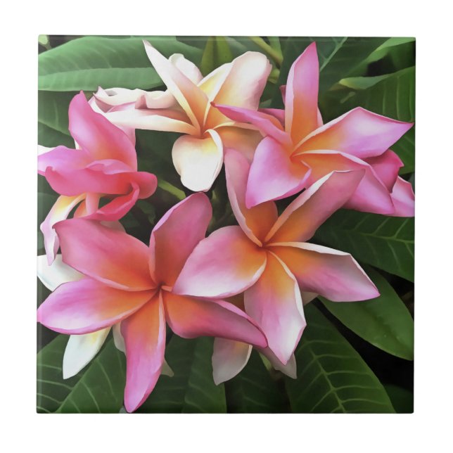 Blossom Wreath Of Pale Pink Frangipani Ceramic Tile (Front)