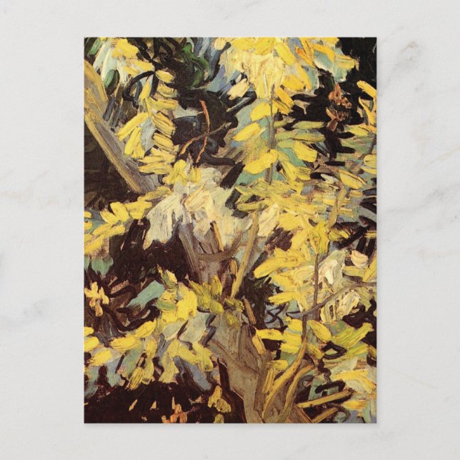 Blossoming Acacia Branches by Vincent van Gogh Postcard (Front)