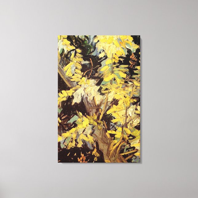 Blossoming Acacia Branches Vincent van Gogh. Canvas Print (Front)