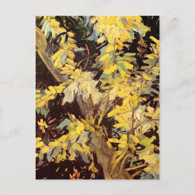 Blossoming Acacia Branches, Vincent van Gogh Postcard (Front)