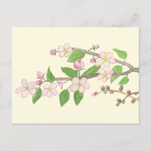 Blossoming Apple Tree Branch Postcard