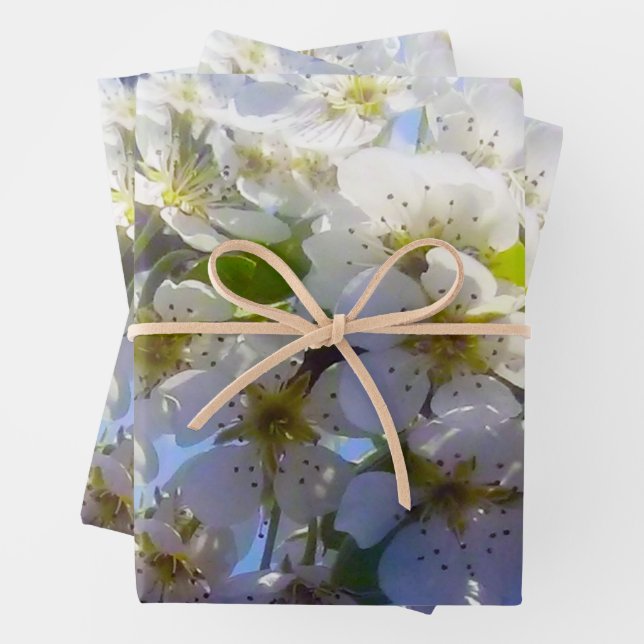  Blossoming branch of a pear  Wrapping Paper Sheets (In situ)