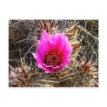 Blossoming Cactus (Prickly Pear) Wildflower Postcard