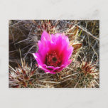 Blossoming Cactus (Prickly Pear) Wildflower Postcard