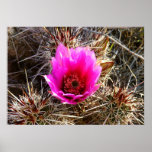 Blossoming Cactus (Prickly Pear) Wildflower Poster