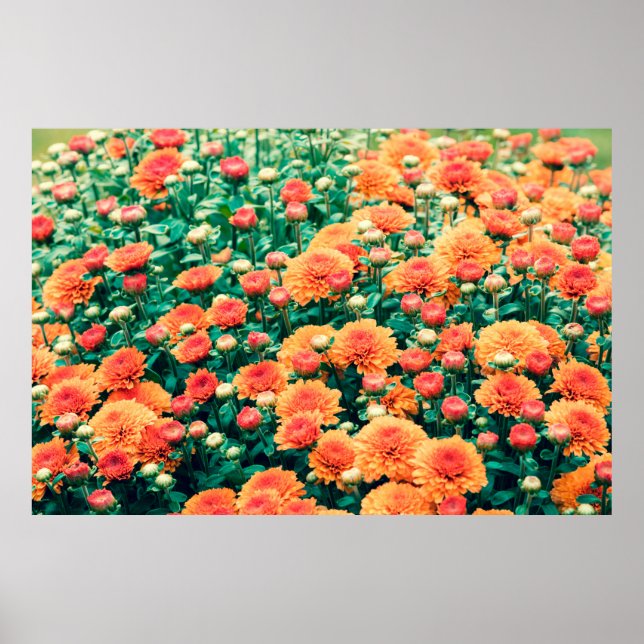 Blossoming flowers in a gardenautumn, background,  poster (Front)