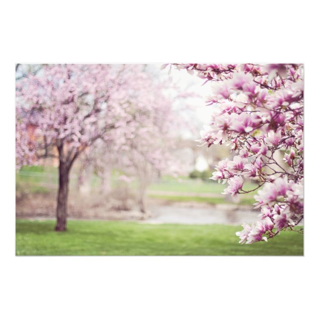 Blossoming Magnolia Trees Photo Print (Front)