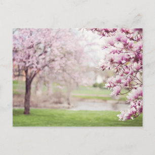 Blossoming Magnolia Trees Postcard