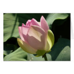 Blossoming Pink Lotus Flower Summer