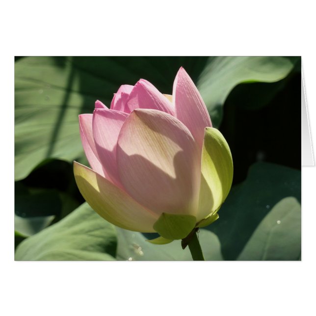 Blossoming Pink Lotus Flower Summer Cards (Front Horizontal)