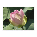 Blossoming Pink Lotus Flower Summer Postcard