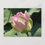 Blossoming Pink Lotus Flower Summer Postcard