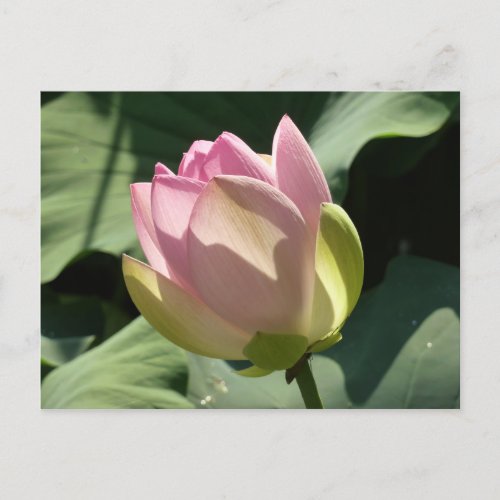 Blossoming Pink Lotus Flower Summer Postcard