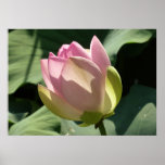 Blossoming Pink Lotus Flower Summer Poster