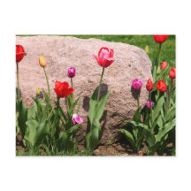 Blossoming tulips