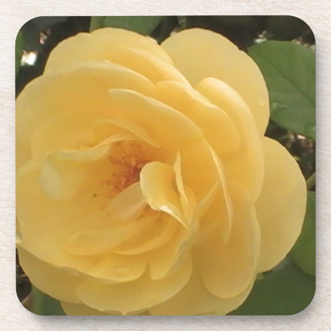 Blossoming yellow camellia coaster (Front)