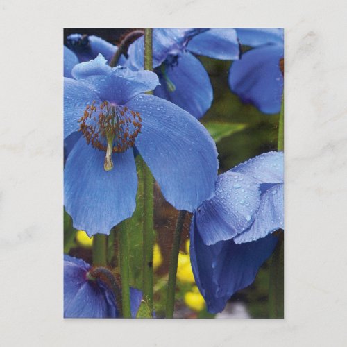 blossoms flora flowers petals garden vines postcard